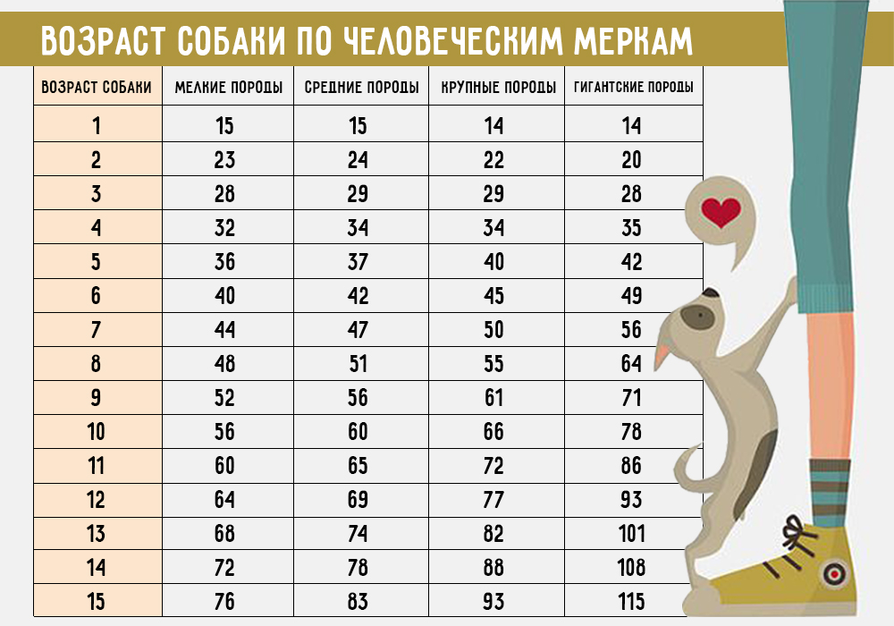 Возраст собак по человеческим меркам