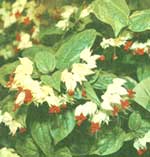 Клеродендрум Томпсон - Clerodendrum thomsonae 