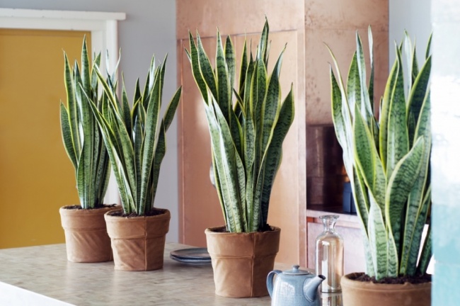 Сансевиерия (Sansevieria) - Растения для микроклимата