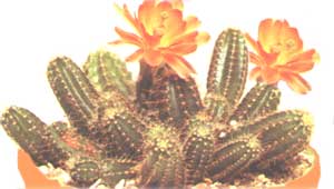 Эхиноцереус Сальм-Дика - Echinocereus salm-dyckianus