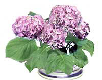 Гортензия (Гидрангея) / (Hydrangea)