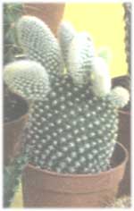 Опунция белоколючковая - Opuntia microdasys albinospina 