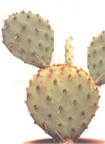 Опунция темноколючковая - Opuntia phaeacantha