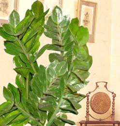 Замиокулькас - Zamioculcas