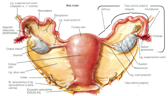 Яичники и маточные трубы
