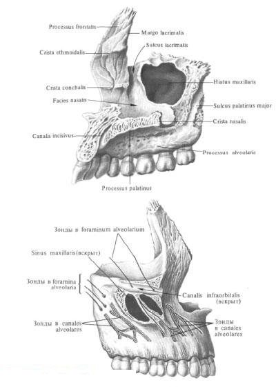Верхняя челюсть