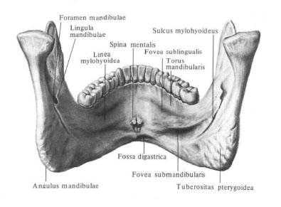 Нижняя челюсть