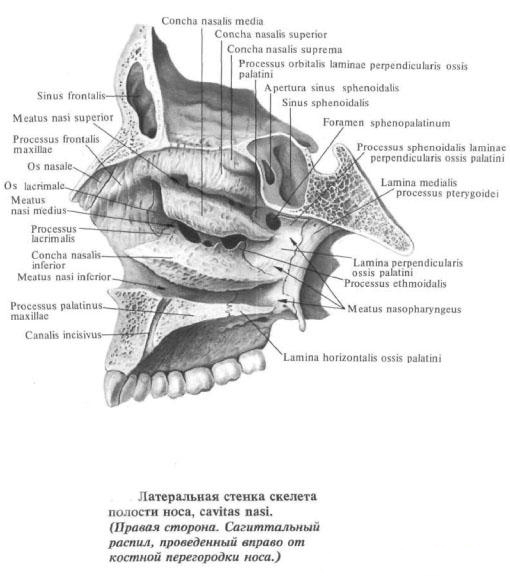 Полость носа