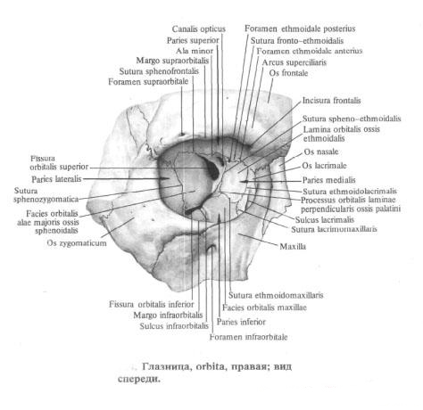 Глазница