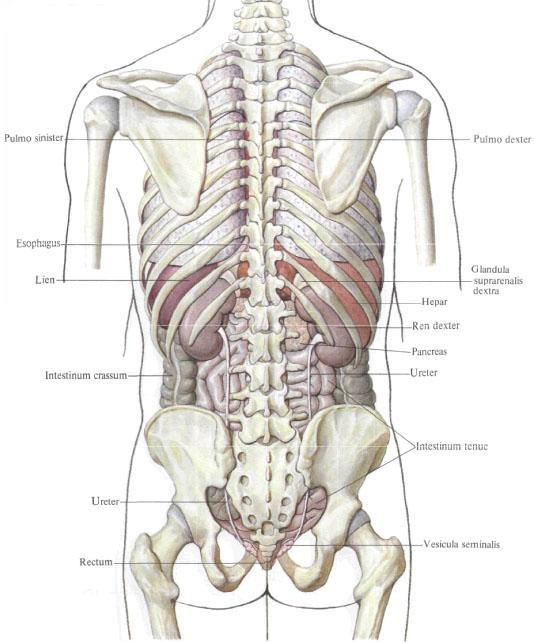 Внутренние органы