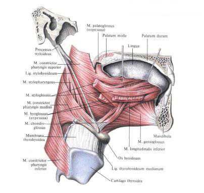 Скелетные мышцы языка