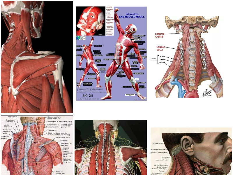 muscular-system0.png