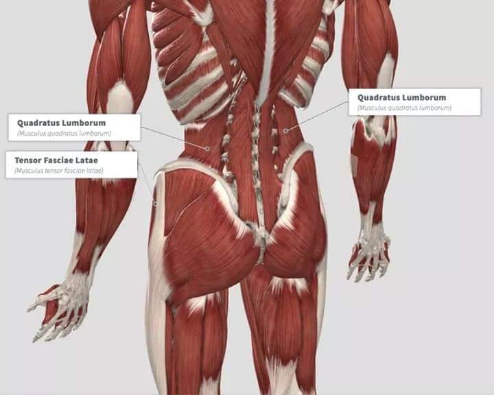 muscular-system108.jpg