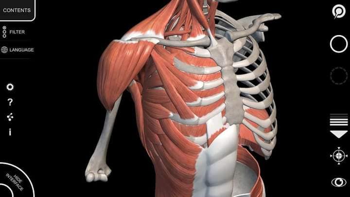 muscular-system11.jpg