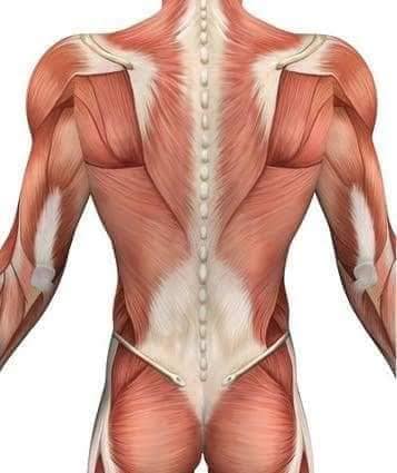 muscular-system112.jpg