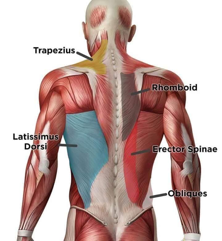 muscular-system116.jpg