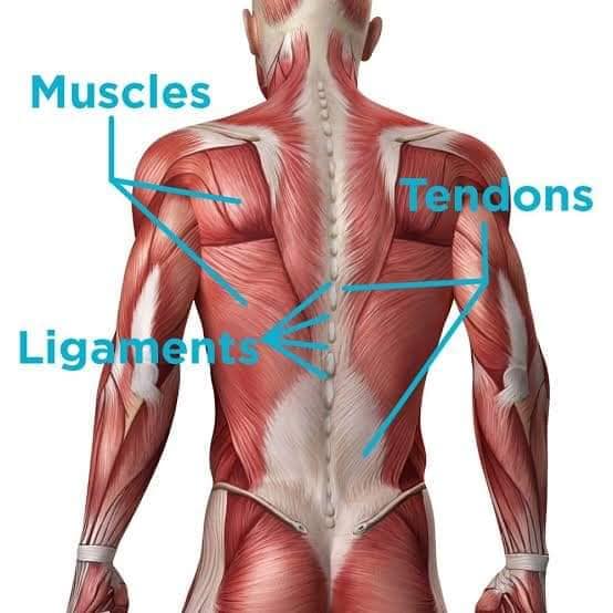 muscular-system118.jpg