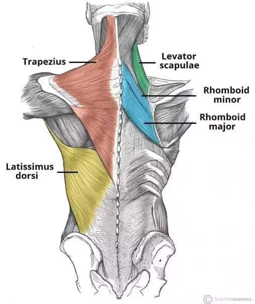 muscular-system121.jpg