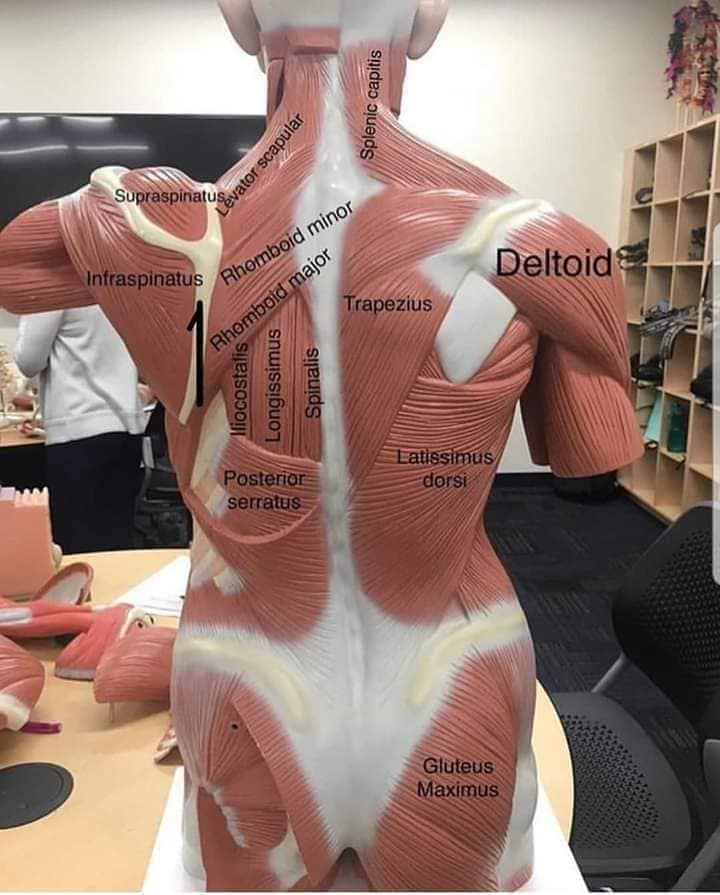 muscular-system127.jpg