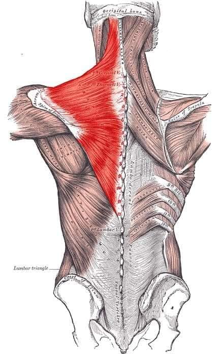 muscular-system128.jpg