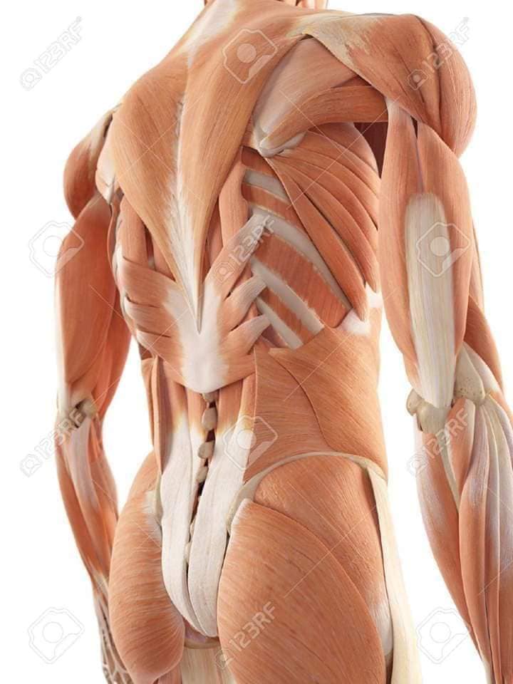 muscular-system129.jpg