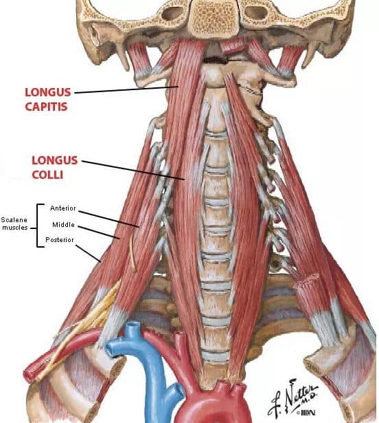 muscular-system22.jpg