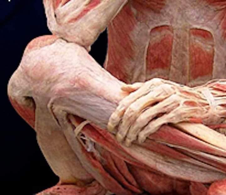 muscular-system24.jpg