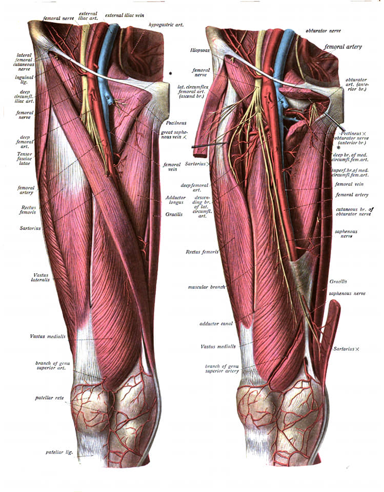 muscular-system25.jpg