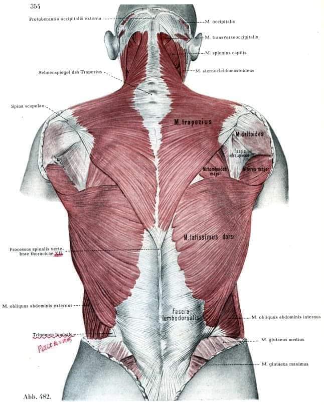 muscular-system29.jpg