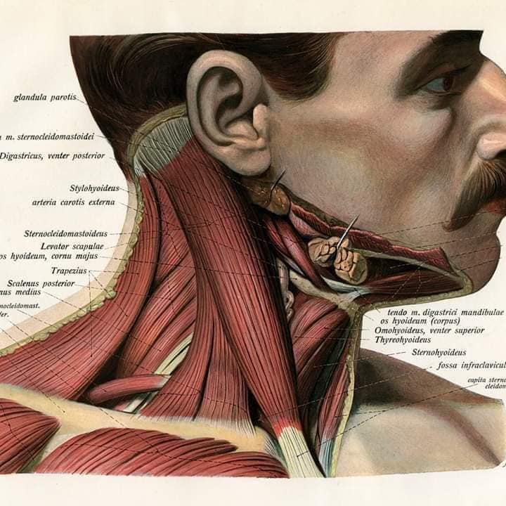 muscular-system3.jpg