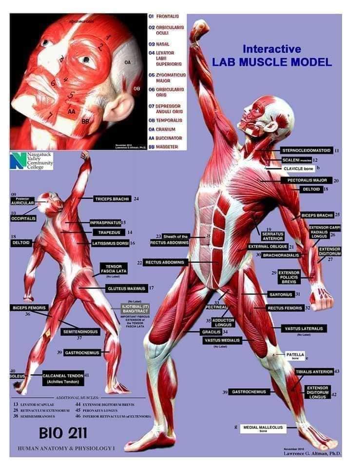 muscular-system36.jpg