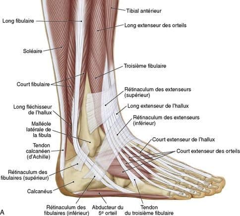 muscular-system42.jpg