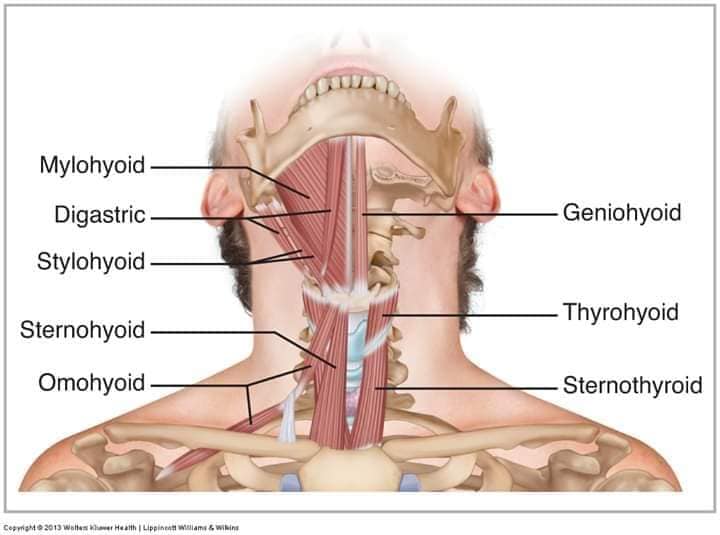 muscular-system47.jpg