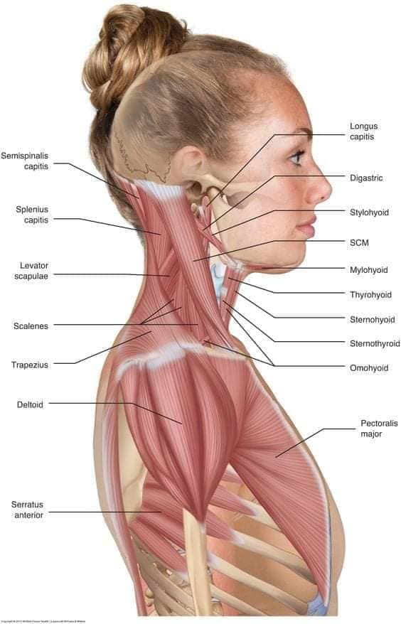 muscular-system51.jpg