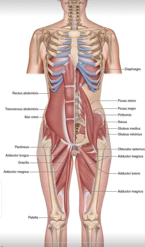 muscular-system55.jpg