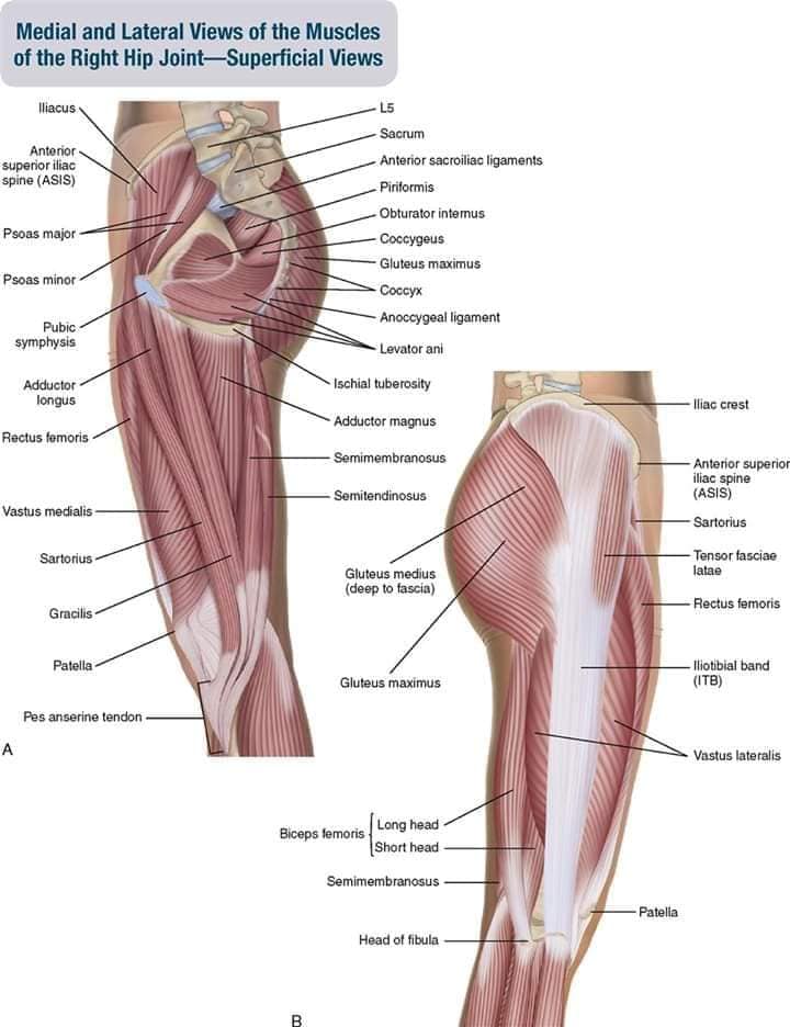 muscular-system56.jpg