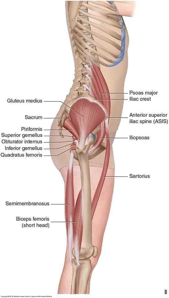 muscular-system57.jpg