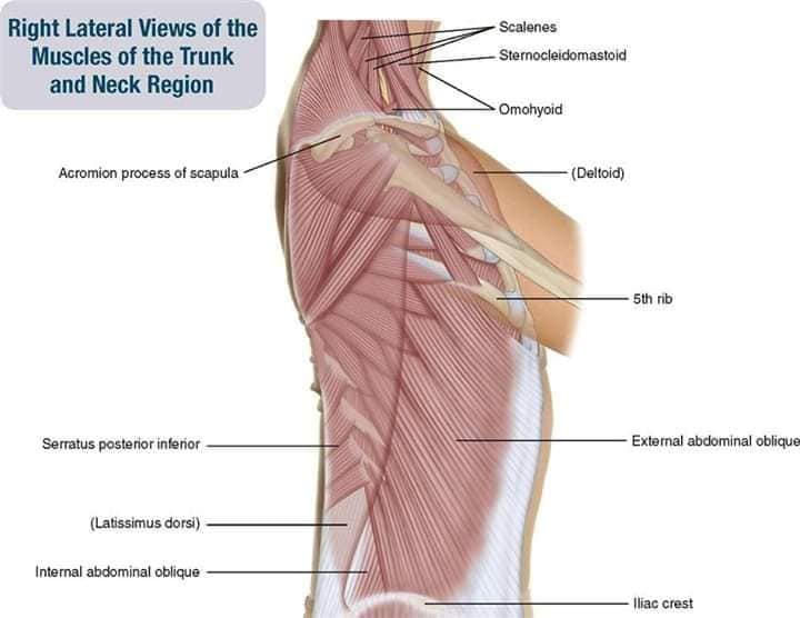 muscular-system59.jpg