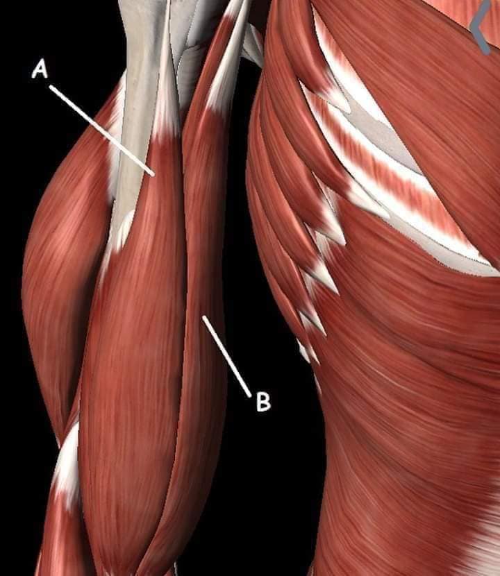 muscular-system6.jpg