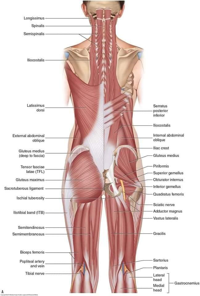 muscular-system69.jpg