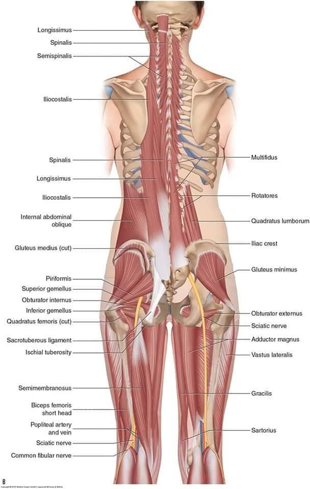 muscular-system71.jpg