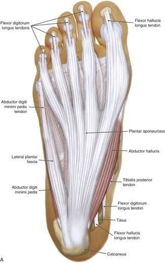 muscular-system83.jpg