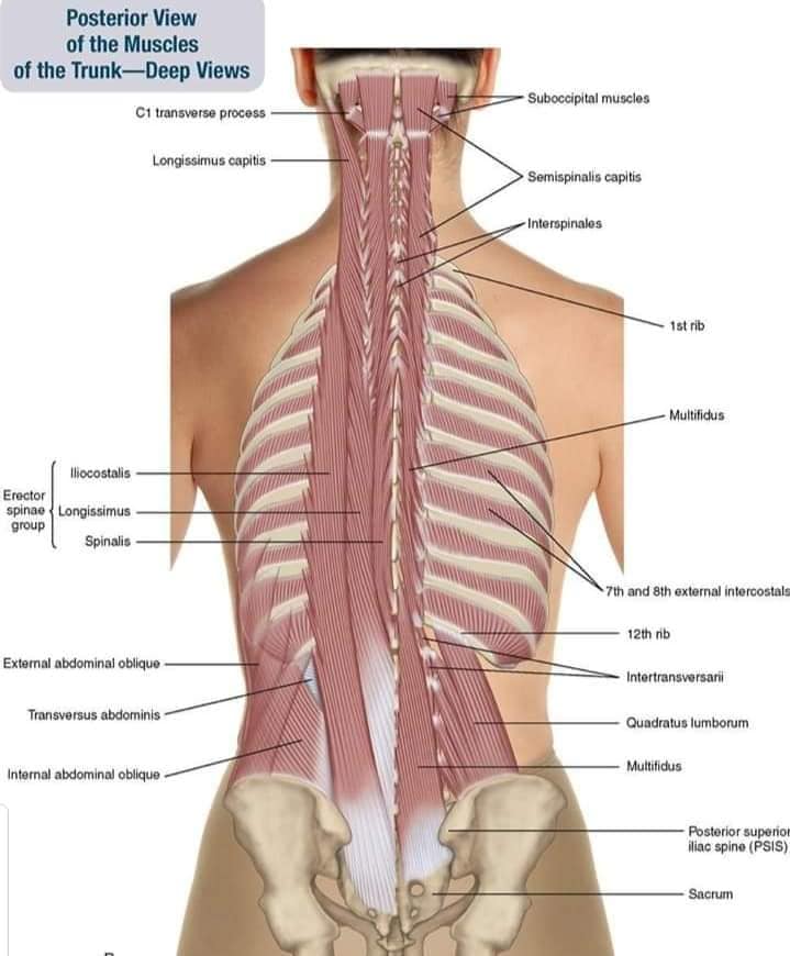 muscular-system85.jpg