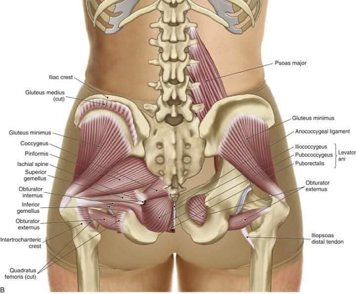 muscular-system86.jpg