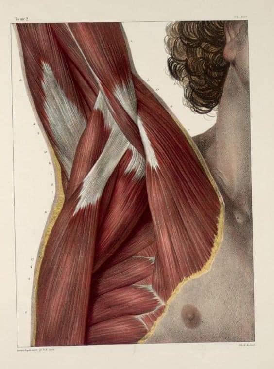 muscular-system9.jpg