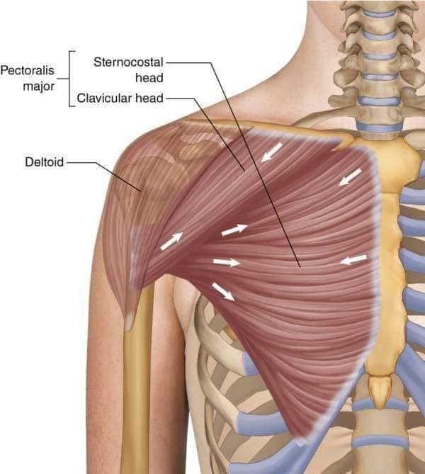 muscular-system90.jpg