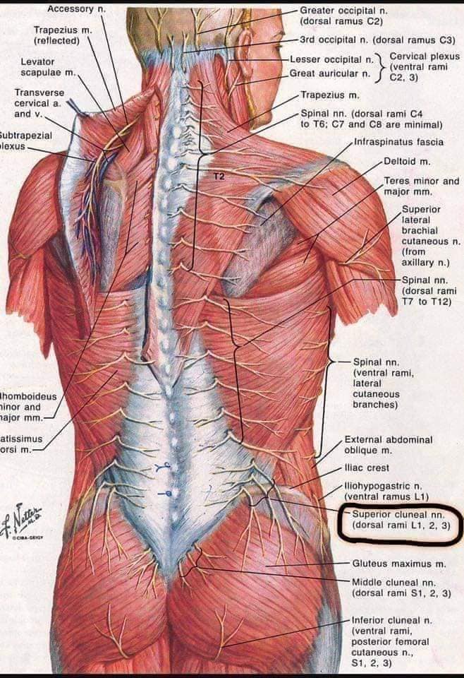 muscular-system93.jpg