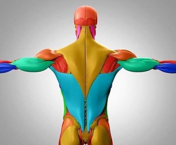 muscular-system94.jpg