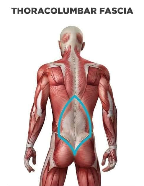 muscular-system98.jpg