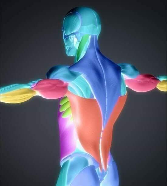 muscular-system99.jpg